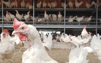 The Future of Poultry Industry in Egypt: Growth Opportunities